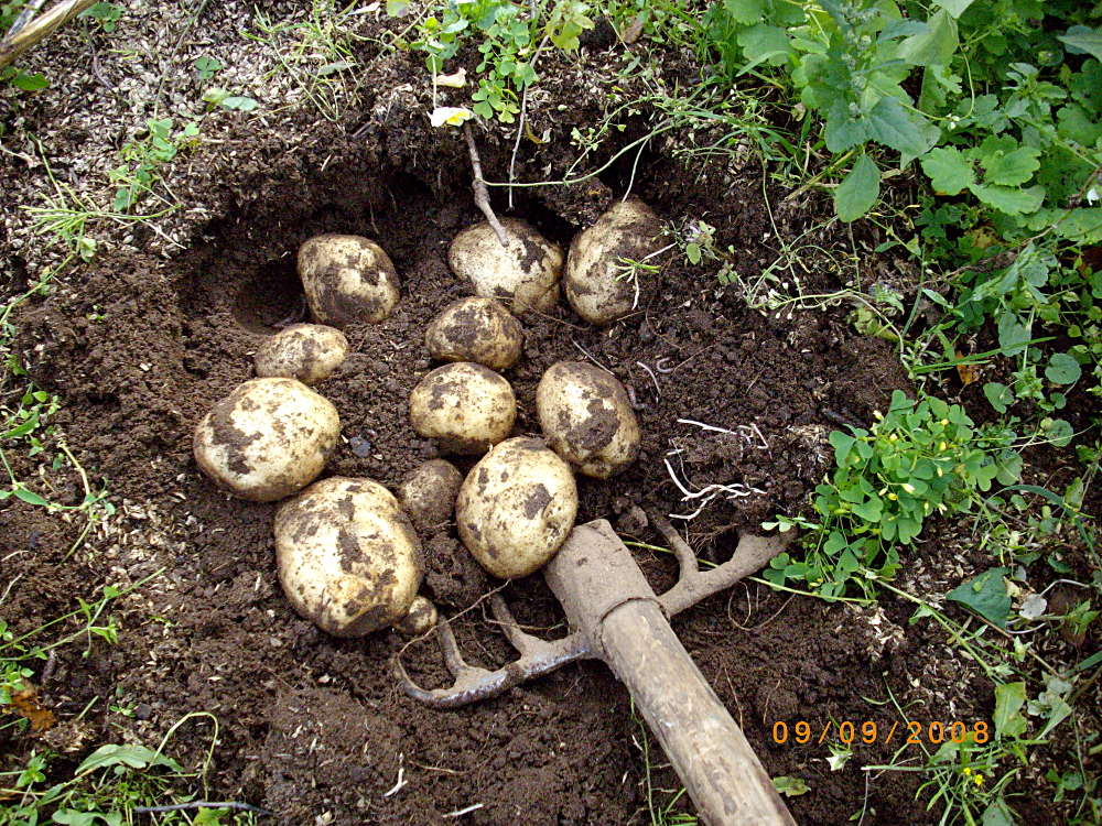 Ранние и среднеранние сорта картошки