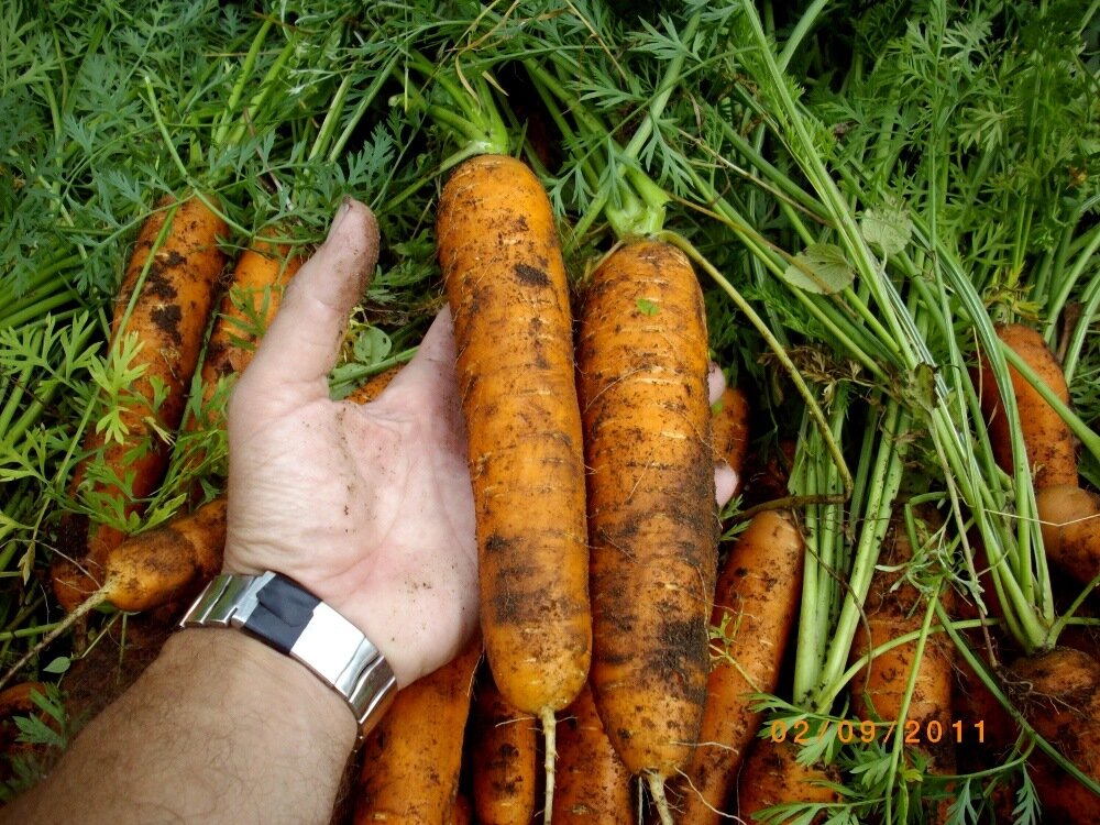 Морковь нандрин. Морковь Нандрин СЕДЕК. Сорта моркови для тяжелых почв. Сорта моркови для кислой почвы.